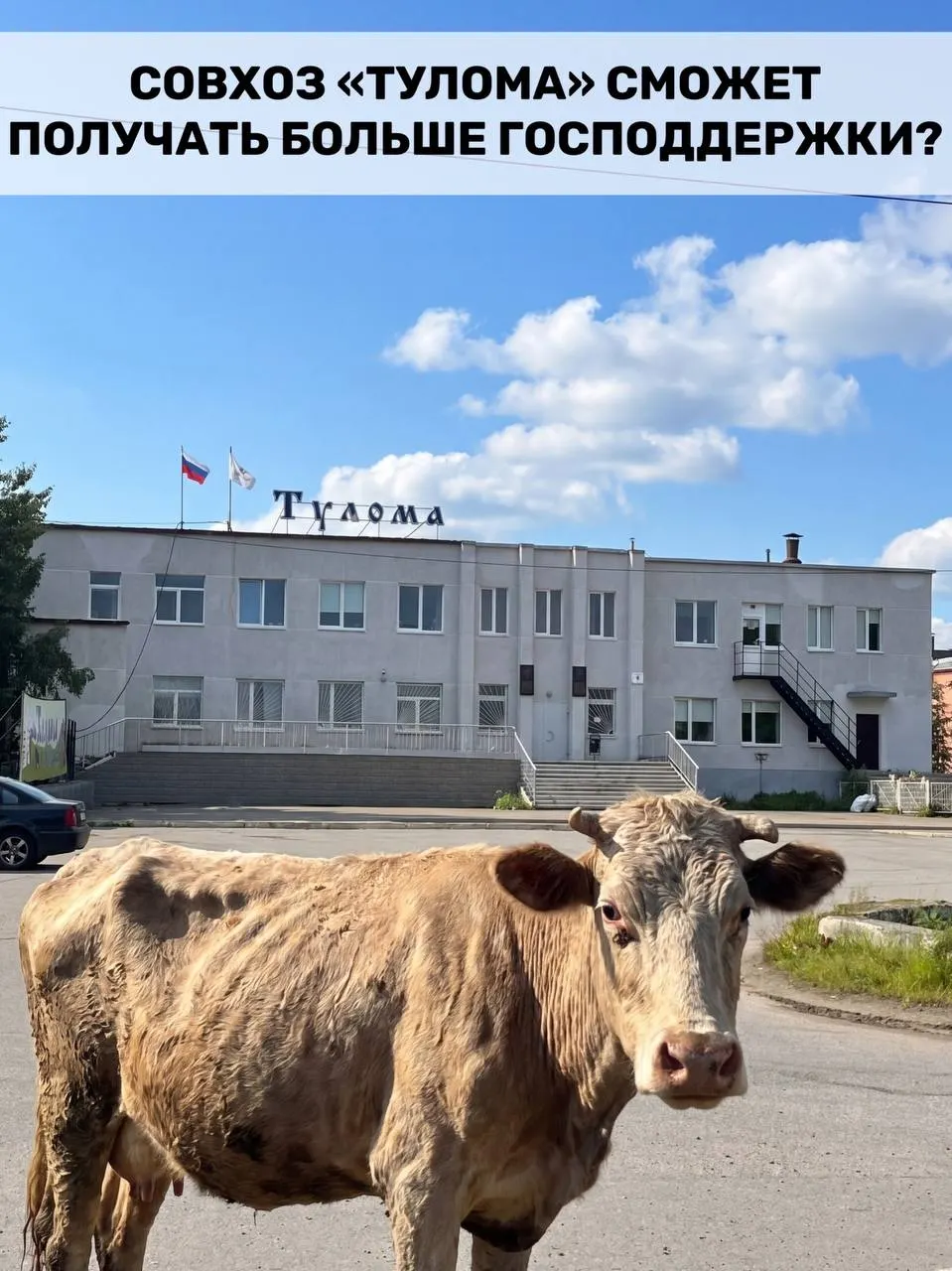 Федеральную поддержку расширили: субсидии теперь доступны хозяйствам, где государству или муниципалитету принадлежит более 25% — это важно для Мурманской области, но критическое положение в совхозе «Тулома» ставит под вопрос, насколько быстро помощь дойдёт до предприятий.