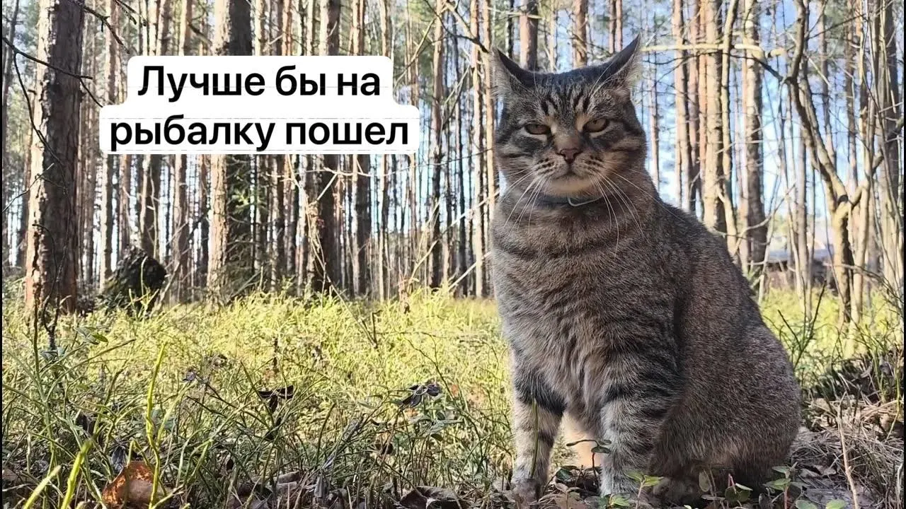 С 1 сентября 2027 года для сбора отдельных охраняемых видов грибов потребуется оформить разрешение на портале «Госуслуги». Заявки будут рассматривать до 15 дней, за незаконный сбор предусмотрена уголовная ответственность.