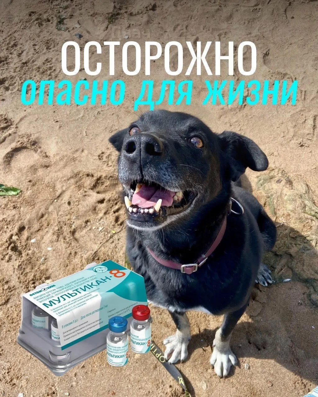 После прививок от бешенства у некоторых собак наблюдались судороги, рвота, диарея, высокая температура и отёки; часть животных погибла, а партия вакцины была изъята для проверки. Пока не установлена виновная причина.